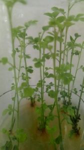 Dwarf Curry Leaf Plant