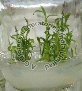 Ekabilvam Tissue Culture Plants