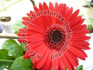 Gerbera Flower Plant