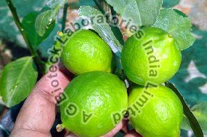 Seedless Lime Plant