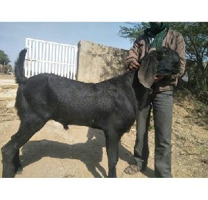 Beetal Male Goat