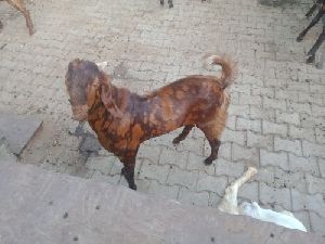 sirohi female goat
