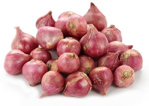 Shallot Red Onion