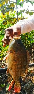 Tilapia fish for sell