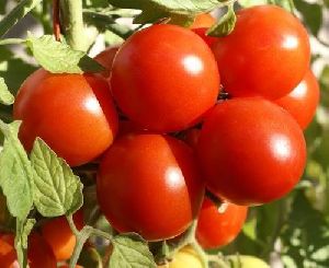 Organic Tomato Seed