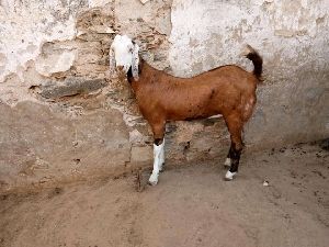 gujari female goat
