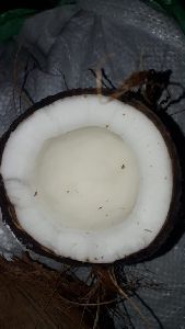 fresh coconuts