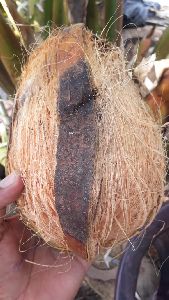 Naar Belt coconut