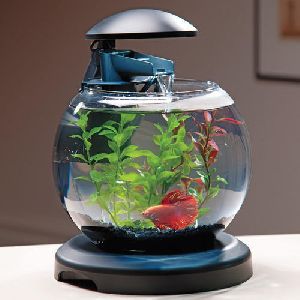 Aquarium Glass Bowl, for Decoration at Rs 400 / Piece in Pune - ID: 5951463