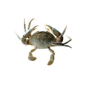 Green Mud crab, Scylla Serrata (Mega)