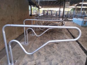 Cattle Cubicles