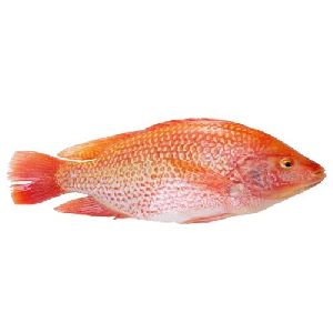 Live Red Tilapia Fish