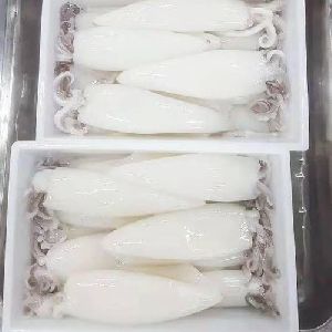Frozen Squid Tubes
