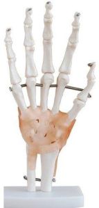 Hand Joint With Ligaments Life Size