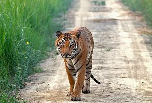 Dudhwa National Park Tour Packages