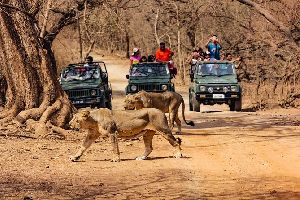 Gir National Park Tour Packages