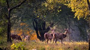 Kanha National Park tour packages