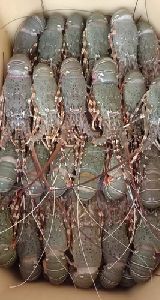 frozen lobster