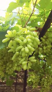 table grapes