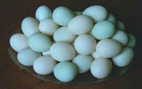 Duck Hatching Eggs