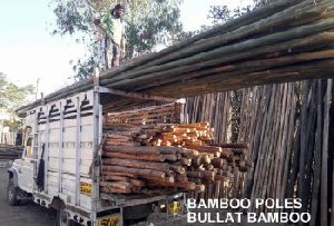 NORTH EASTERN BAMBOO POLES