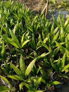 Supari Plant
