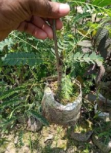 Tamarind Plant