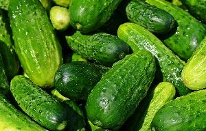 fresh cucumber