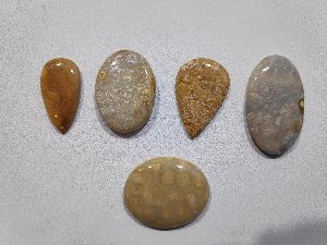 Natural Fossil Coral Cabochons Gemstones