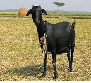 Bengal goat