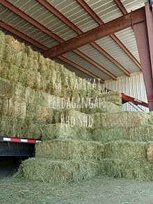 Alfalfa meal for Chicken Feed