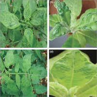 Plant Virucide Solution