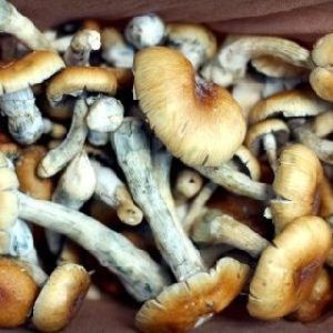 magic mushroom price online – MAGIC MUSHROOM  https://otcpucrediscretechemshop.com/