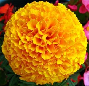 Premium Fresh Marigold Genda Flowers