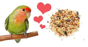 Basic Love Bird Feed