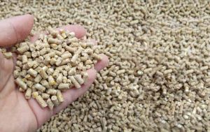 Layer 19 Chicken Feed