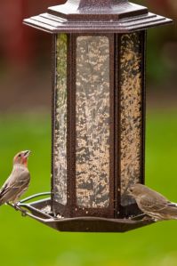 Small Bird Maintenance Food