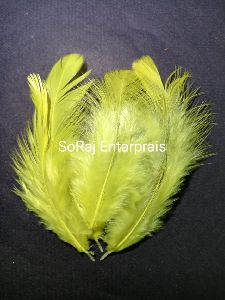 Coloured Feathers