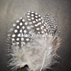 Dotted feathers
