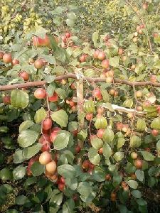 Kashmiri Red Apple Ber Plant