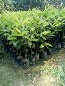 guava plant