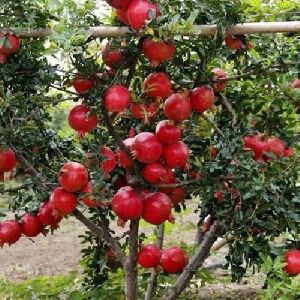 Sinduri Pomegranate Plant