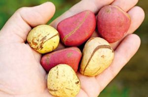 Organic Kola Nuts, Variety : Dried