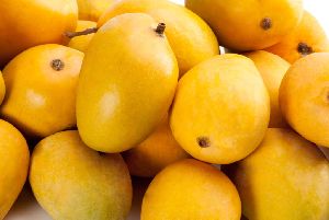 fresh alphonso mango