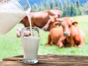 gir cow a2 milk