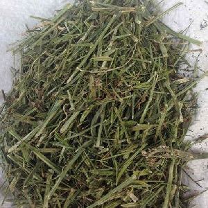 Dried Andrographis Paniculata Herbs
