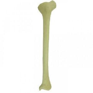 Femur Bone Model