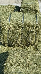 Alfalfa Hay Bales