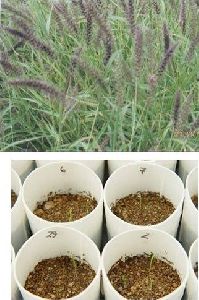 Buffel Grass Seeds