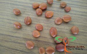 Cassia Javanica Seeds